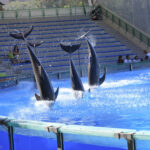 Zoo Lisboa